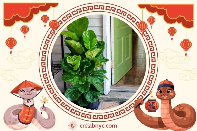 Cách trồng Cây bàng Singapore phong thuỷ