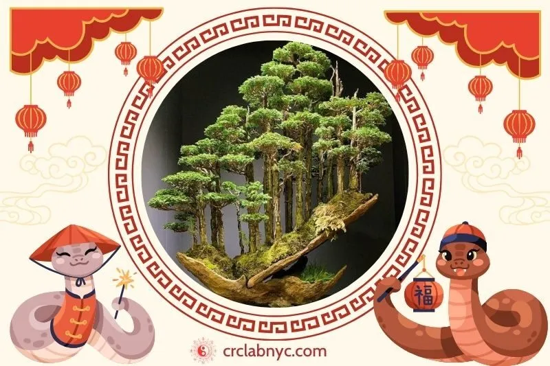 Cách trồng cây bonsai phong thủy