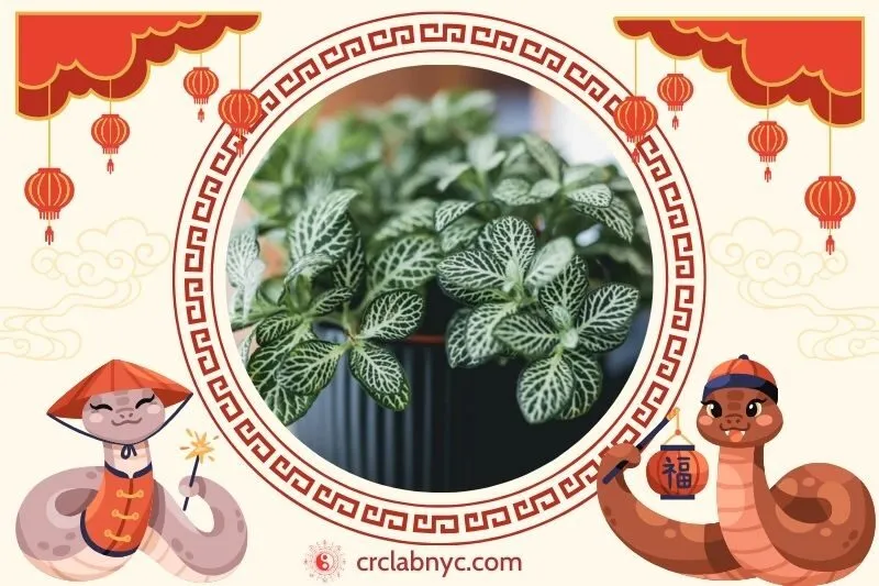  Cách trồng Cây cẩm nhung phong thuỷ để thu hút tài lộc 