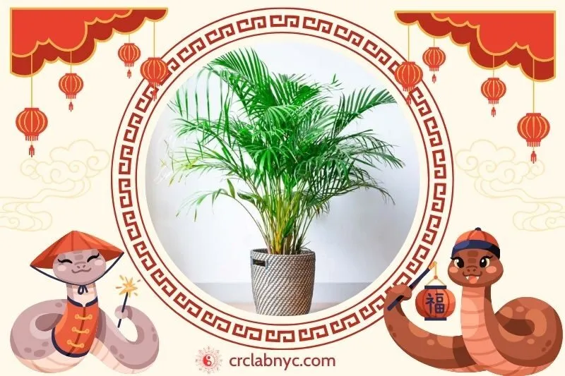  Cách trồng Cây cau cảnh phong thuỷ 