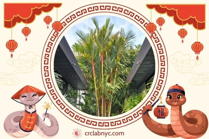  Cách trồng Cây cau đỏ phong thủy để thu hút tài lộc 