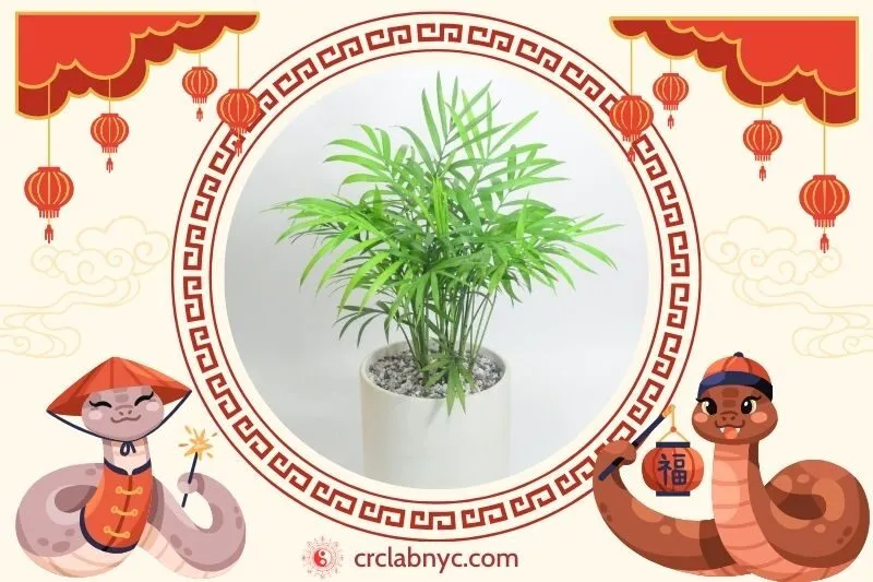  Cách trồng Cây cau tiểu trâm phong thuỷ 