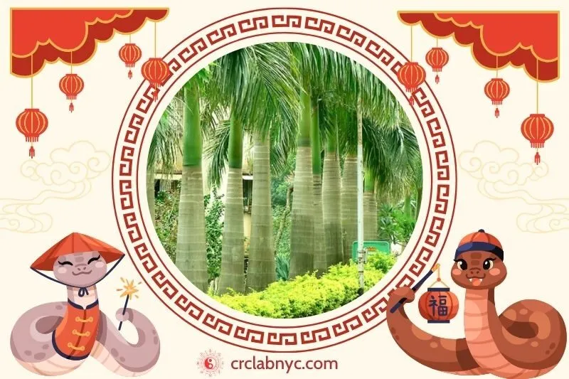 Cách trồng cây Cau Vua phong thuỷ
