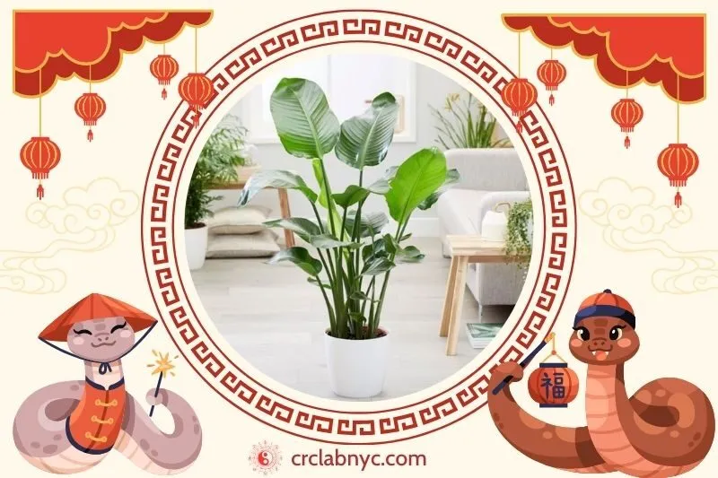 Cách trồng cây chuối cảnh phong thủy 
