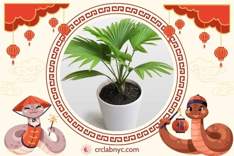  Cách trồng Cây cọ cảnh phong thuỷ 