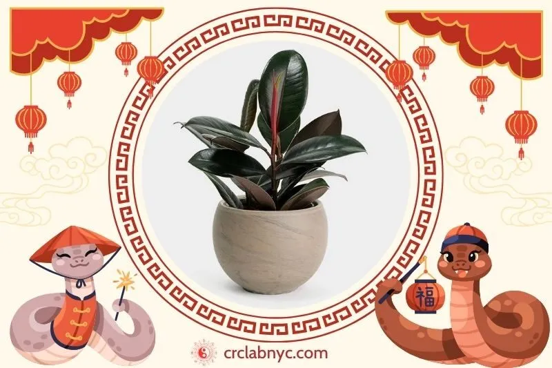 Cách trồng Cây đa búp đỏ phong thuỷ