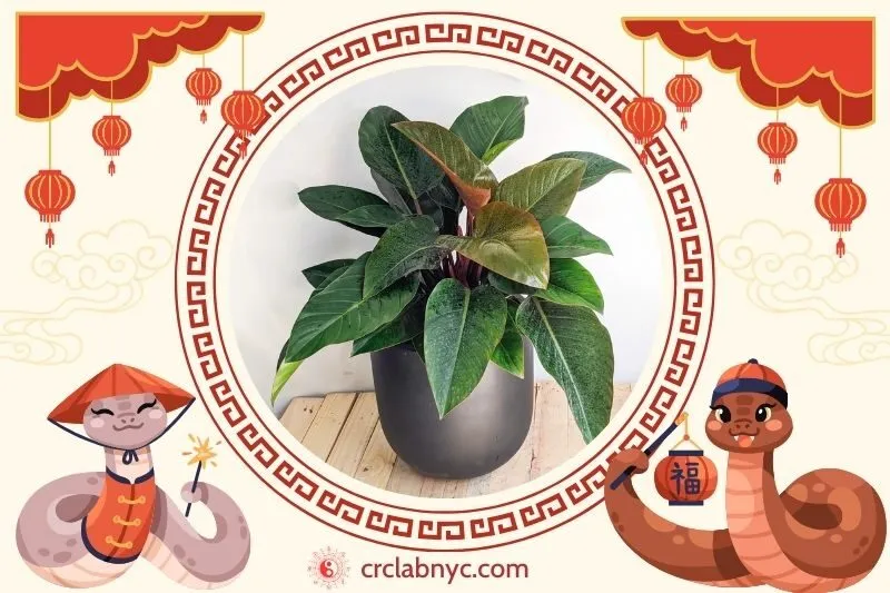  Cách trồng Cây đế vương phong thuỷ 