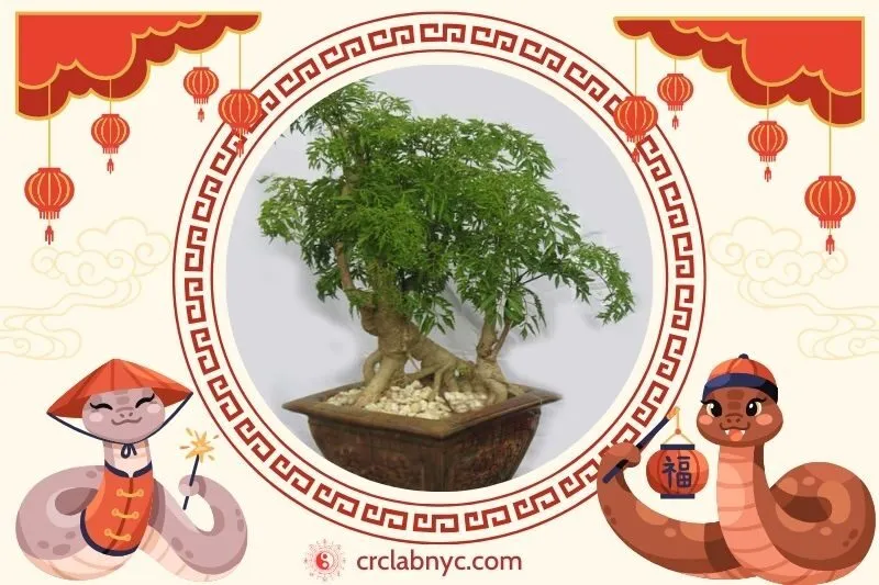  Cách trồng Cây đinh lăng phong thủy để thu hút tài lộc 