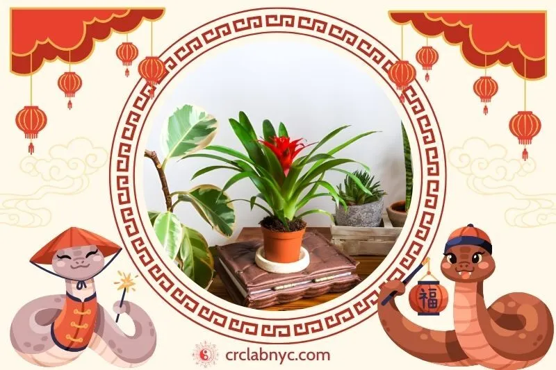 Cách trồng Cây dứa cảnh nến phong thuỷ