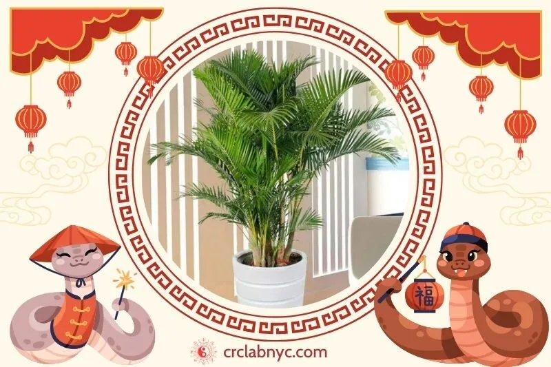  Cách trồng Cây dừa cảnh phong thủy để thu hút tài lộc 