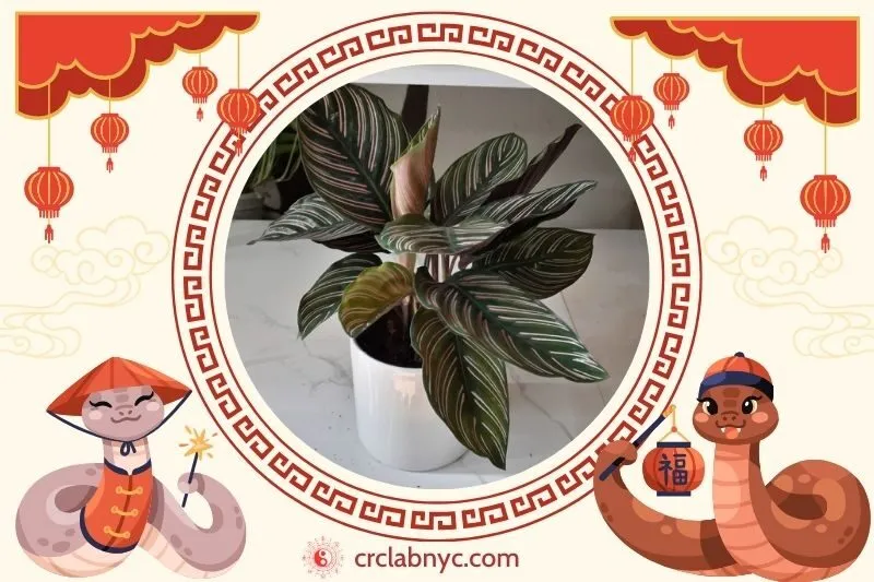  Cách trồng Cây đuôi Công phong thuỷ để thu hút tài lộc 