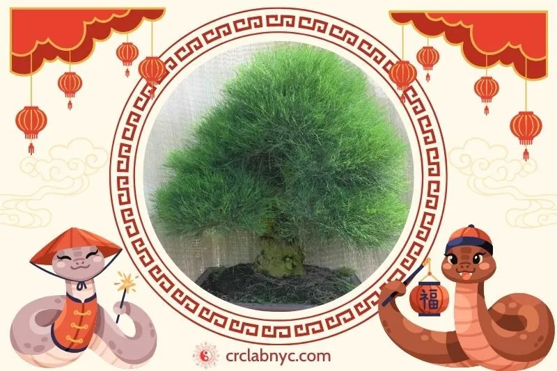  Cách trồng Cây dương liễu phong thủy để thu hút tài lộc 