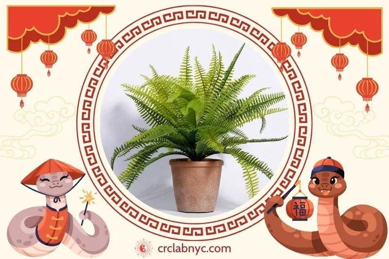 Cách trồng Cây dương xỉ phong thuỷ