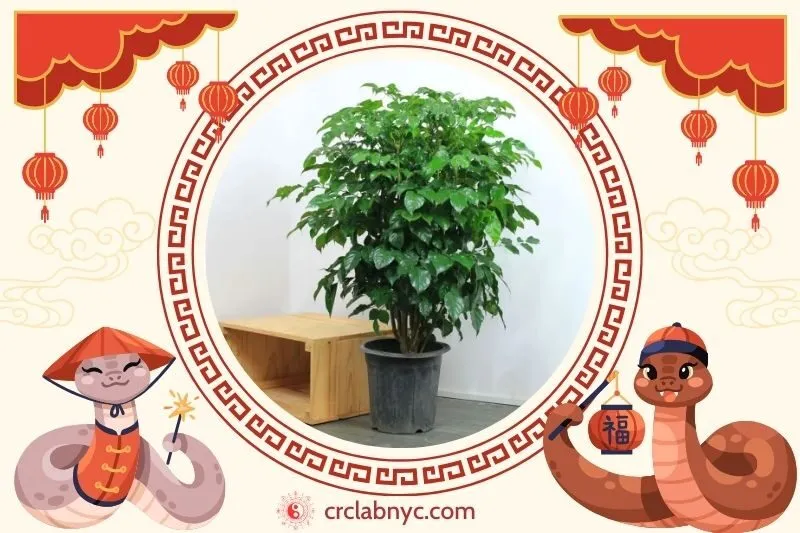 Cách trồng Cây hạnh phúc phong thuỷ
