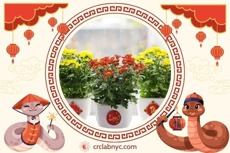 Cách trồng Cây hoa cúc phong thủy để thu hút tài lộc