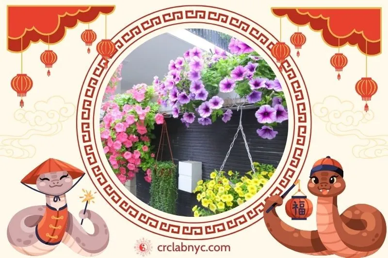  Cách trồng Cây hoa dạ yến thảo phong thủy để thu hút tài lộc 
