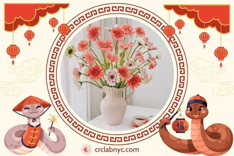 Cách trồng Cây hoa đồng tiền phong thủy để thu hút tài lộc 