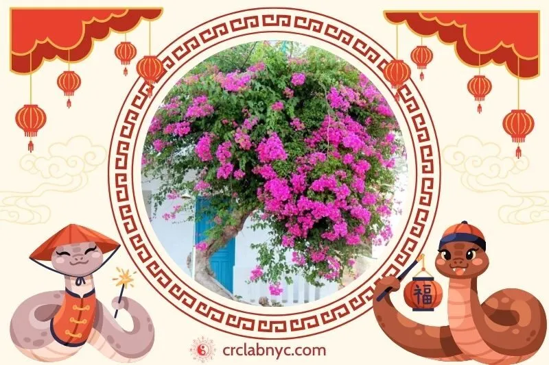 Cách trồng Cây hoa giấy phong thuỷ 