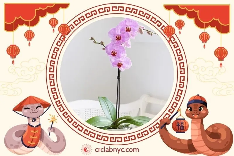 Cách trồng cây hoa lan phong thủy