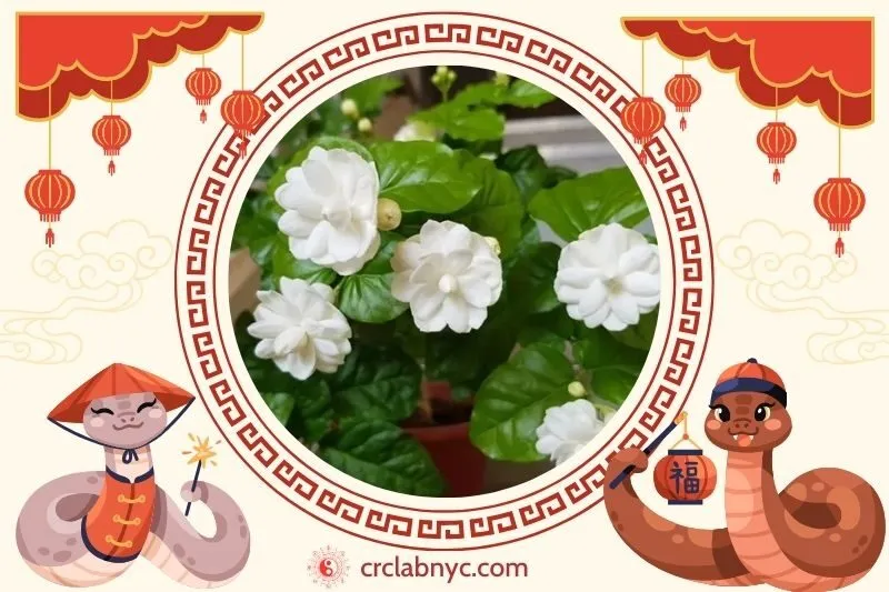 Cách trồng cây hoa nhài phong thuỷ
