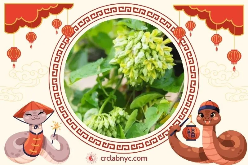  Cách trồng Cây hoa thiên lý phong thủy để thu hút tài lộc 