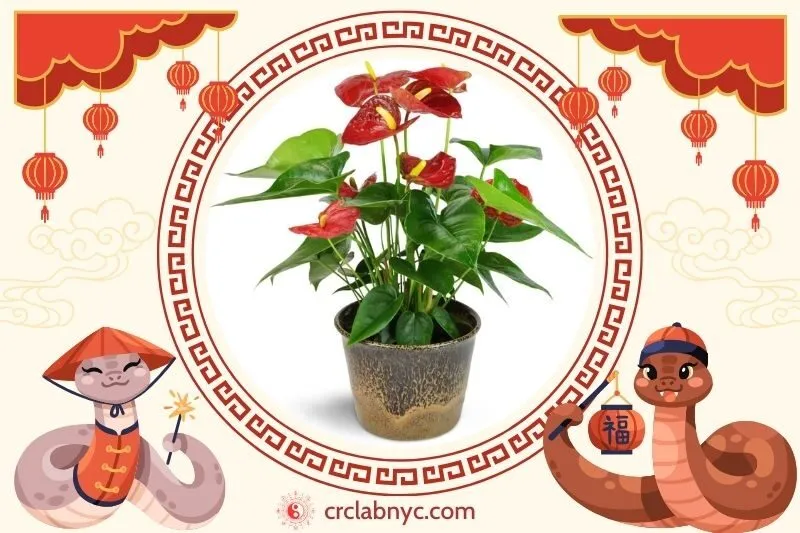 Cách trồng cây hồng môn phong thuỷ
