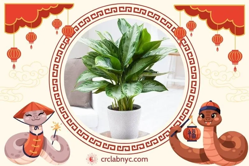  Cách trồng Cây huy hoàng phong thuỷ để thu hút tài lộc 