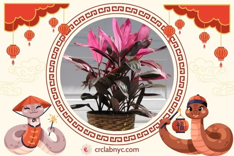  Cách trồng Cây huyết Dụ phong thuỷ để thu hút tài lộc 
