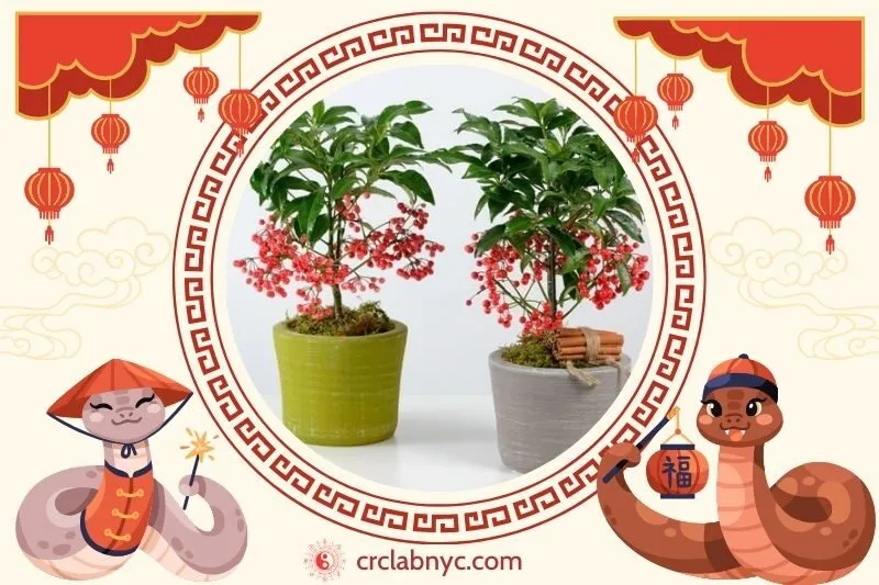 Cách trồng Cây kim ngân phong thuỷ