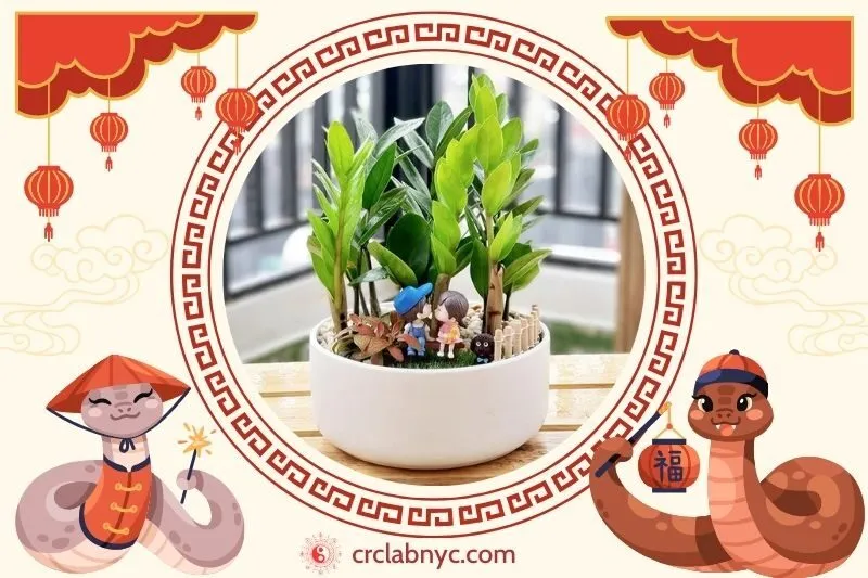 Cách trồng cây kim tiền phong thủy