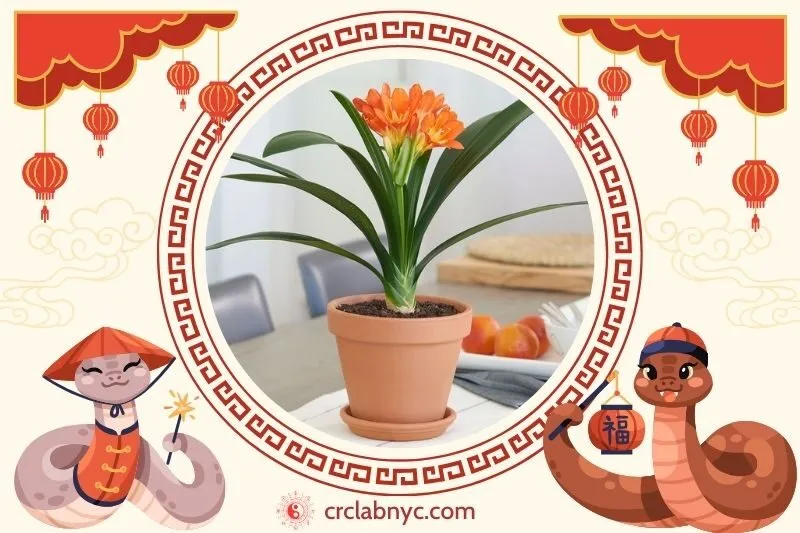  Cách trồng Cây lan quân tử phong thuỷ 