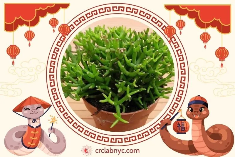  Cách trồng Cây lộc nhung phong thuỷ 