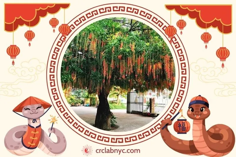 Cách trồng Cây lộc vừng phong thuỷ