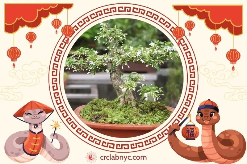 Cách trồng cây mai chiếu thủy phong thủy