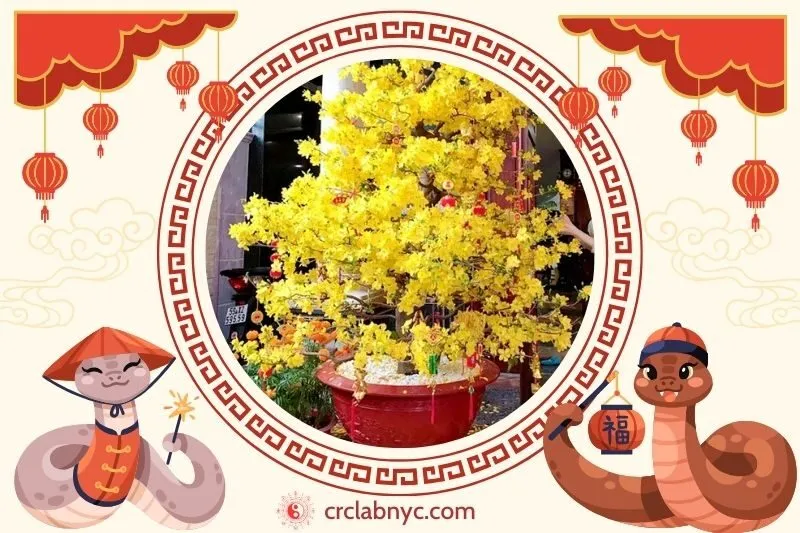  Cách trồng Cây mai vàng phong thủy để thu hút tài lộc 
