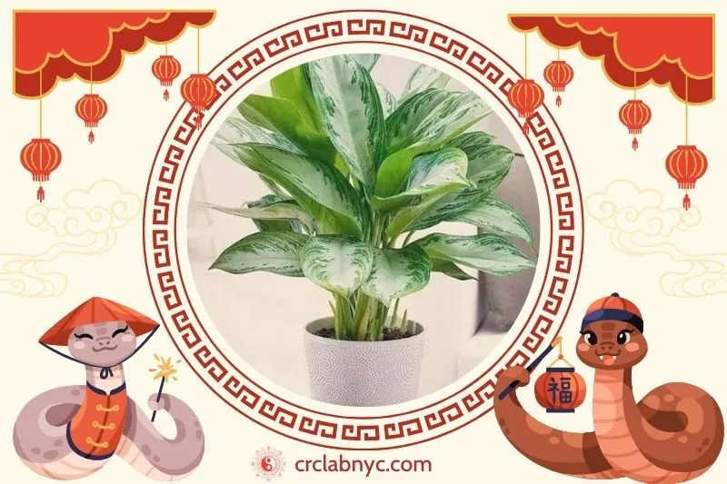  Cách trồng Cây ngân hậu phong thuỷ để thu hút tài lộc 