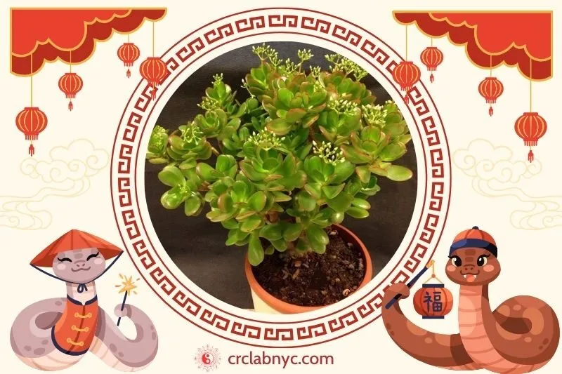 Cách trồng Cây ngọc bích phong thuỷ