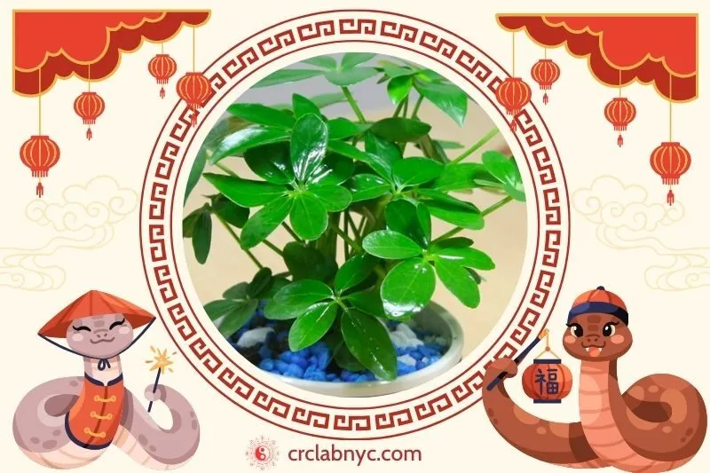  Cách trồng Cây ngũ gia bì phong thuỷ 