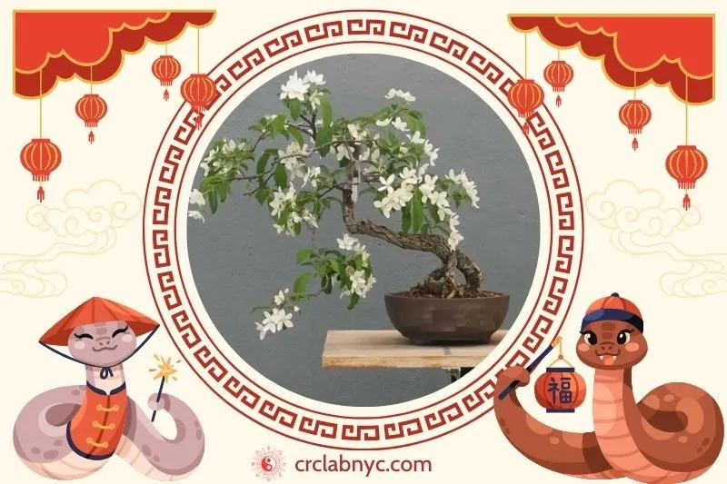  Cách trồng Cây nguyệt thực phong thuỷ 