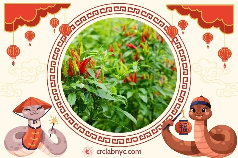  Cách trồng Cây ớt phong thủy để thu hút tài lộc 