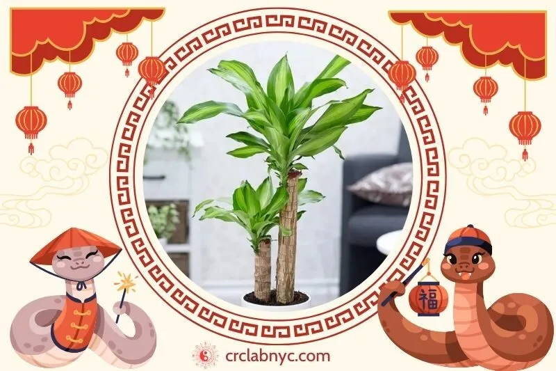  Cách trồng Cây phất dụ phong thủy để thu hút tài lộc 