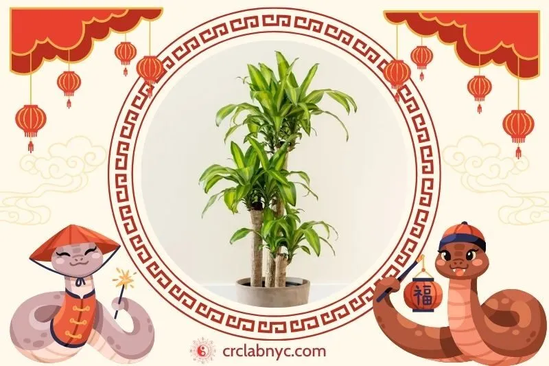 Cách trồng Cây phát tài phong thuỷ