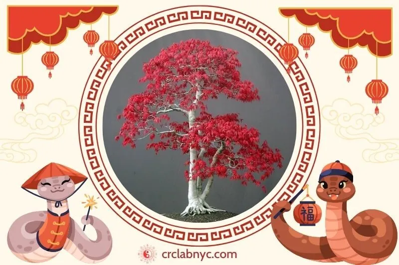 Cách trồng cây phong lá đỏ phong thuỷ