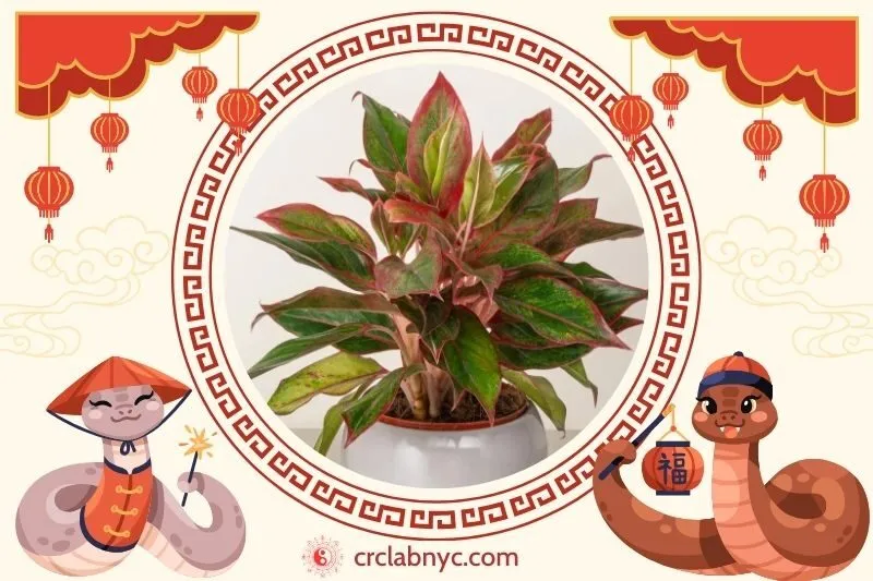  Cách trồng Cây phú quý phong thuỷ 