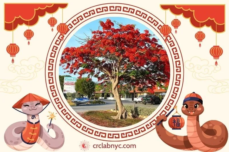  Cách trồng Cây phượng vĩ bonsai phong thủy để thu hút tài lộc 