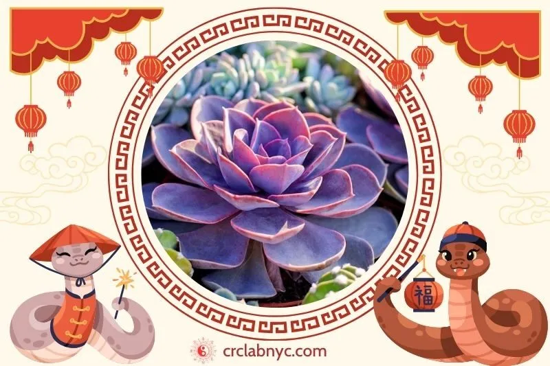 Cách Trồng Cây Sen Đá Phong Thủy