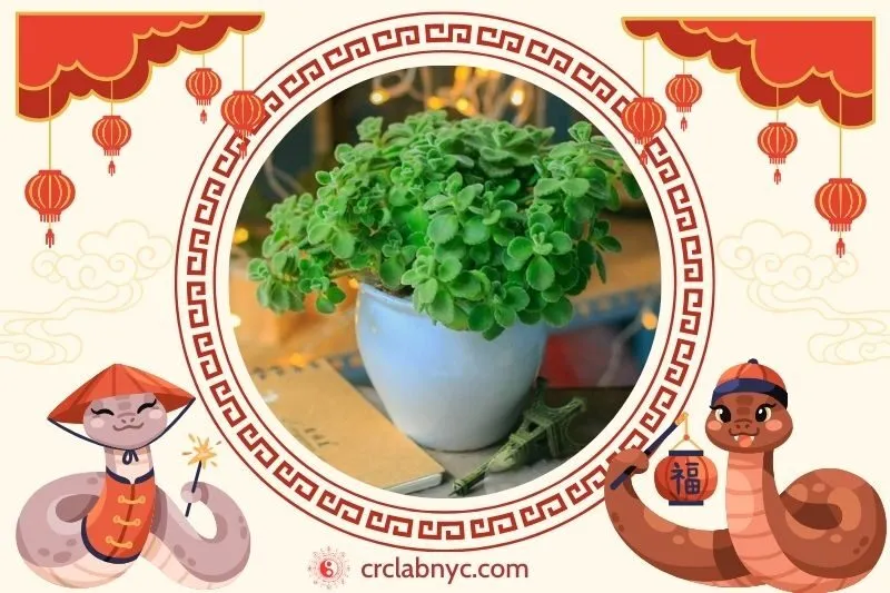  Cách trồng Cây sen thơm phong thủy để thu hút tài lộc 