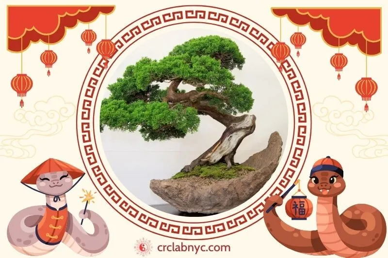 Cách trồng Cây si cảnh phong thuỷ