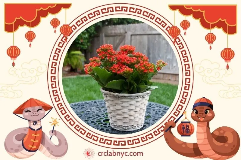 Cách trồng Cây sống đời phong thuỷ