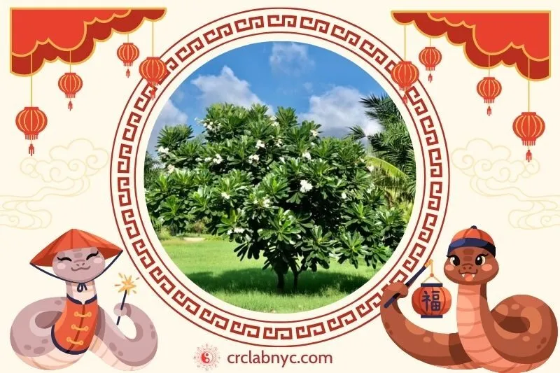  Cách trồng Cây sứ đại phong thủy để thu hút tài lộc 